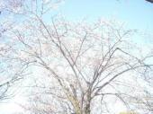 中央公園の桜１.jpg