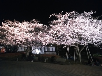 久峰公園　夜桜.jpg