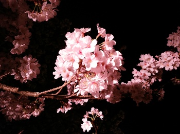 久峰公園　夜桜　１.jpg