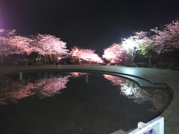 久峰公園　夜桜　２.jpg
