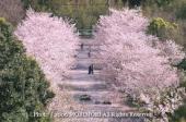 久峰公園の桜１.jpg