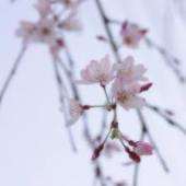 久峰公園の桜２.jpg