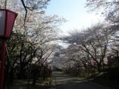 八幡神社の桜２.jpg