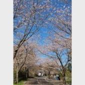 垂水公園の桜.jpg