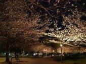 垂水公園の桜２.jpg