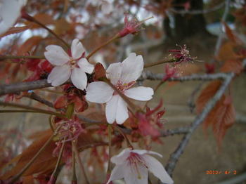 大坪の１本桜３.jpg