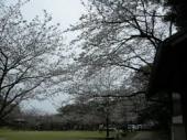 天神山の桜祭り３.jpg
