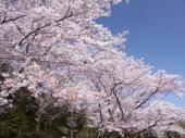 旭化成ケミカルの桜１.jpg