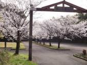 木城町の桜２.jpg