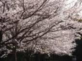 木城町の桜３.jpg