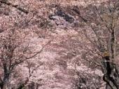 牧神社の桜３.jpg