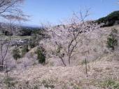荒平公園の桜３.jpg