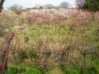 萩の茶屋の畝の花３.jpg