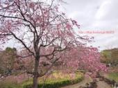 西城公園の桜.jpg