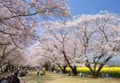 西城公園の桜１.jpg