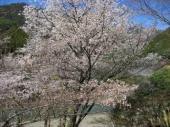 西米良の桜４.jpg