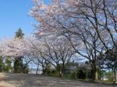遠見森林公園の桜１.jpg
