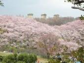 遠見森林公園の桜３.jpg