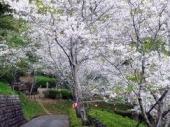 高鍋町舞鶴公園の桜１.jpg
