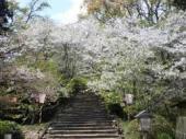 高鍋町舞鶴公園の桜２.jpg